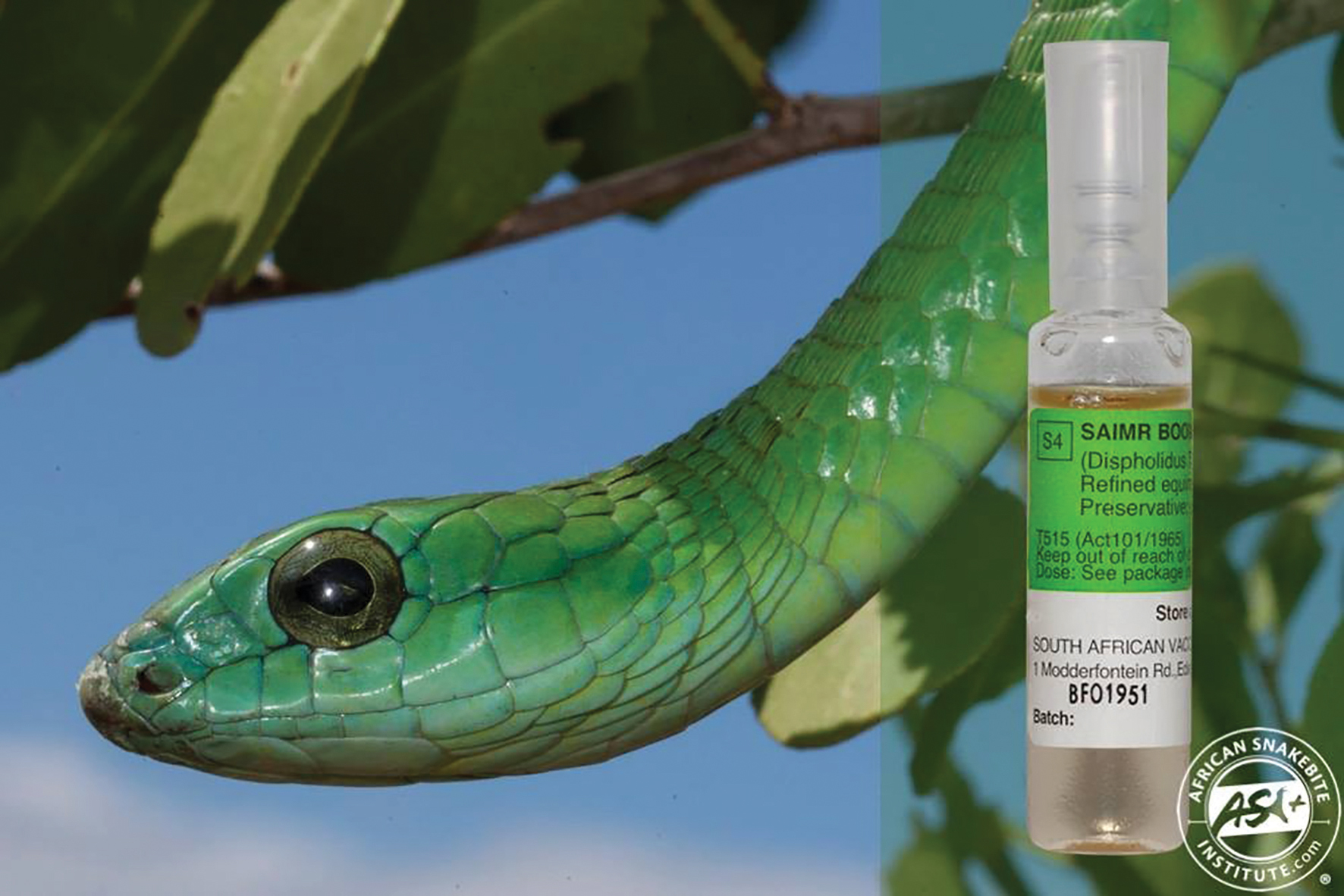 South Africa Faces Serious Antivenom Shortage