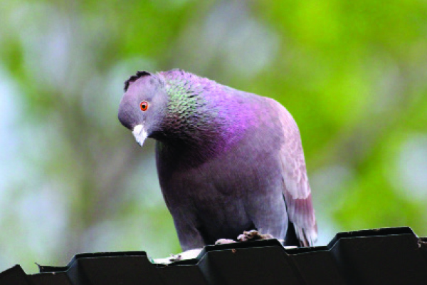 Alarmingly low returns for south african million dollar pigeon race