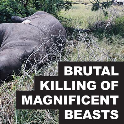 Brutal killing of magnificent beasts