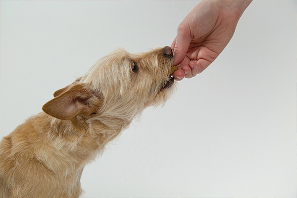Treat your dog for a good cause