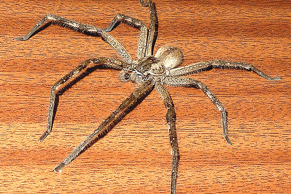 A couple of hairy and scary locals!