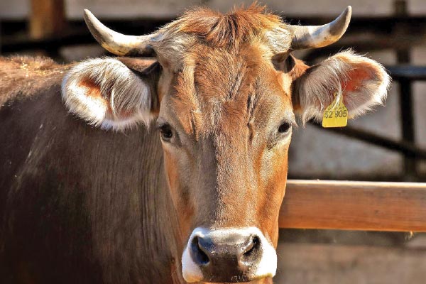 All cattle movement suspended