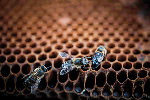 The buzz around town