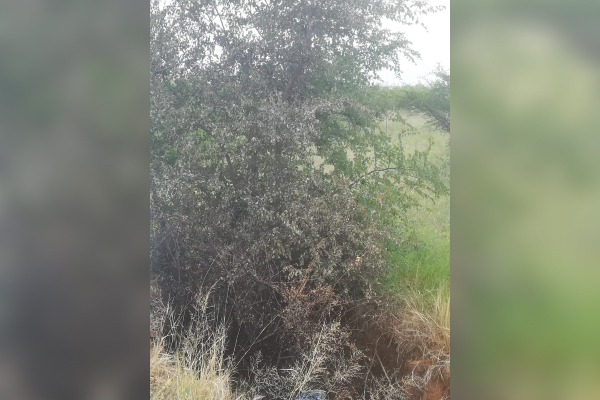 Burnt remains of man discovered in ditch