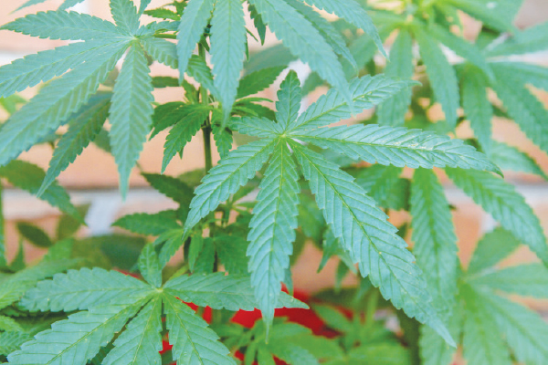 POLICE TAKE OUR MEDICINE [Letter to the editor]