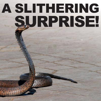 A slithering surprise!