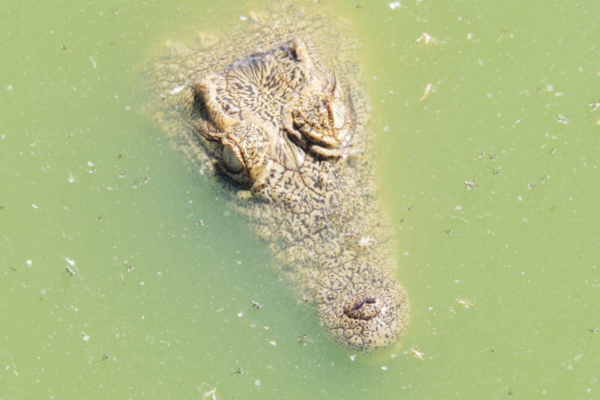 There’s a croc on my stoep!