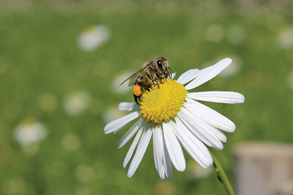 The buzz around town