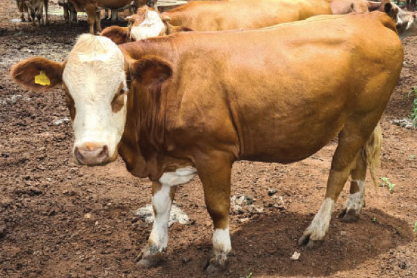 Cattle raided on Swartklip farm