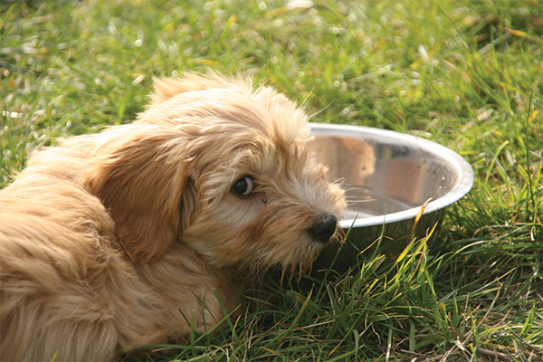 Protect pets from heatstroke