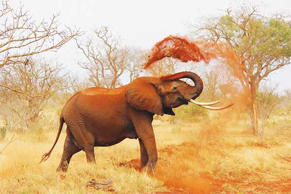 Curiosity collared the elephant
