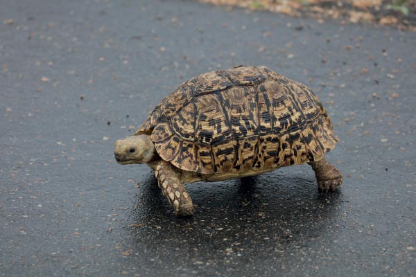 Illegal Wildlife Traders Arrested