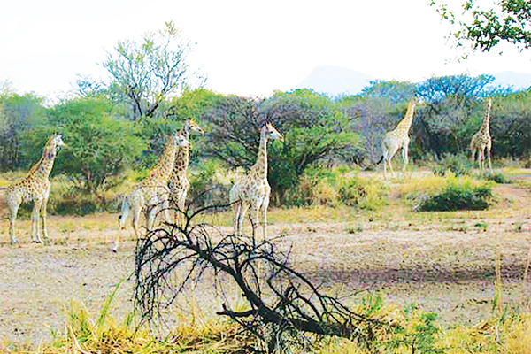 Kry vir jouself ‘n stukkie bosveld