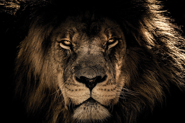 Lions saved
Thanks to the NSPCA – captive lions in deplorable conditions relocated