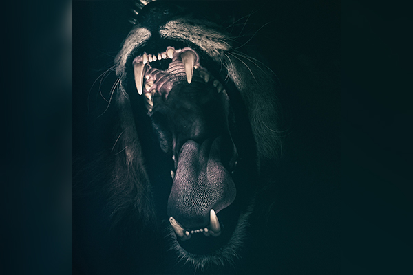 Captive lions in deplorable state
