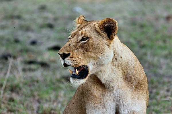 Escaped lions recaptured