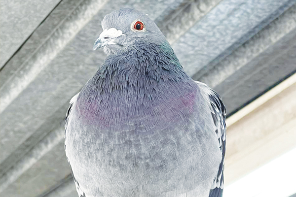 Looking for racing pigeon’s owner