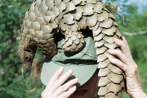 Man in hot water for possession of pangolin