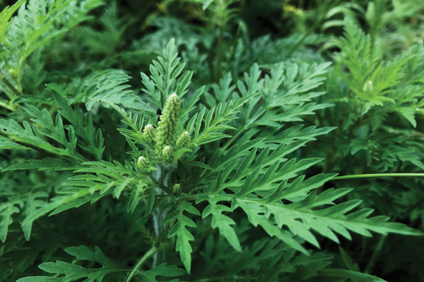 POLLEN ALERT: HIGHLY ALLERGENIC RAGWEED INVADES SA