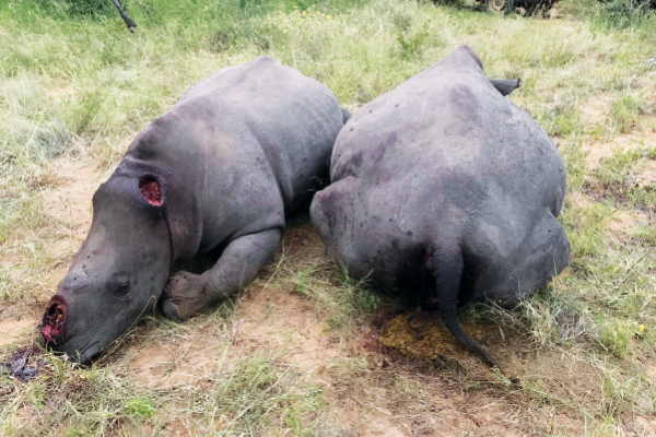 Manhunt for rhino poachers
