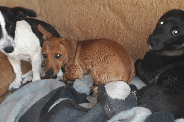 Please adopt us!