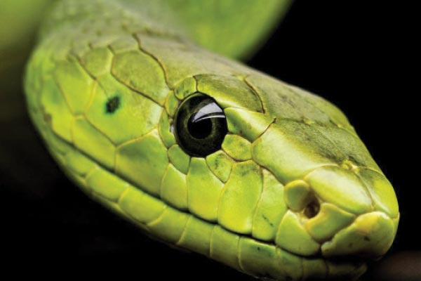 Snake Season – is there enough antivenom?