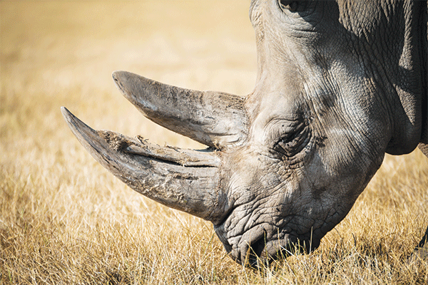 Supposed to protect the rhino
Conservation official and businessman arrested for illegally dealing in rhino horn