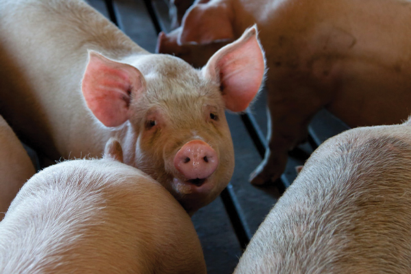 NW confirms a case of African Swine Flu
