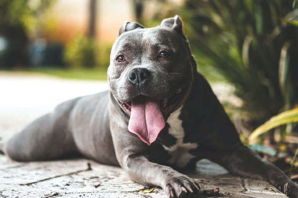 The surrender of pit bulls to SPCAs