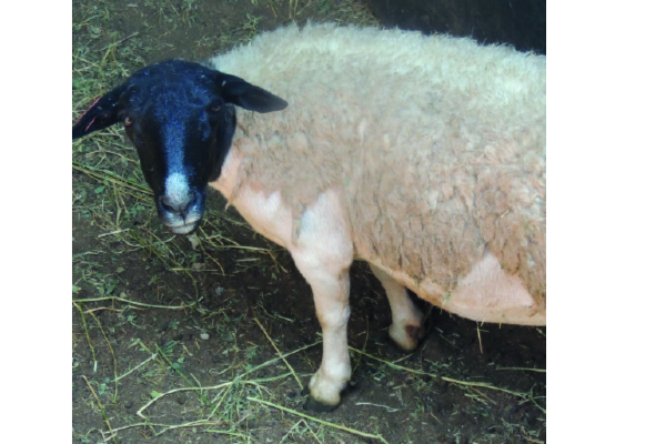 An informative auction
