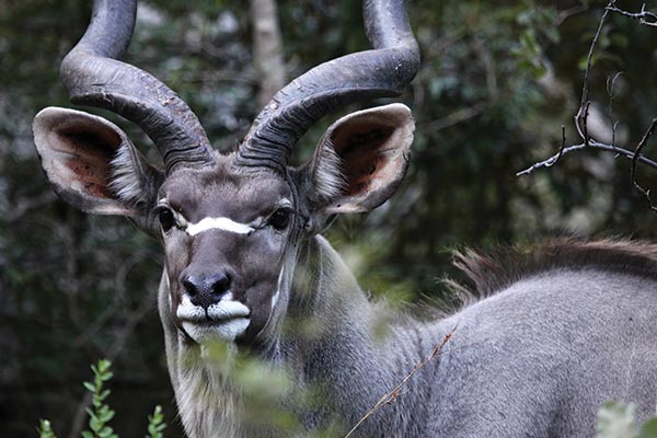 WILDLIFE SCAM