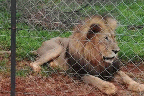 WOMAN MAULED BY LIONS