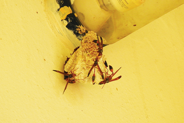 Always worth looking twice at wasps!