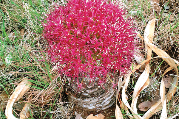 Wildflowers of the Waterberg