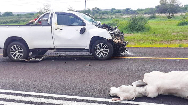 BAKKIE COLLIDES WITH COW ON R510 NEAR THABAZIMBI