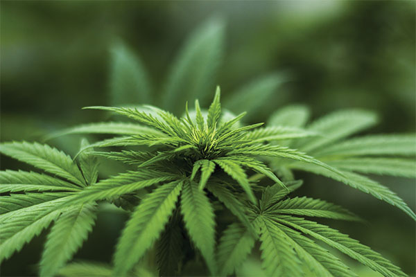 Illegal dagga cultivated
Threat to forfeit farm to the state