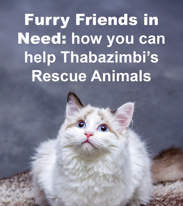 Furry Friends in Need: how you can help Thabazimbi’s Rescue Animals