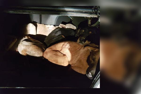 Onwettige jagters vasgetrek