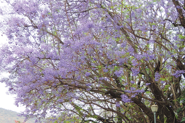PRETTY IN PURPLE