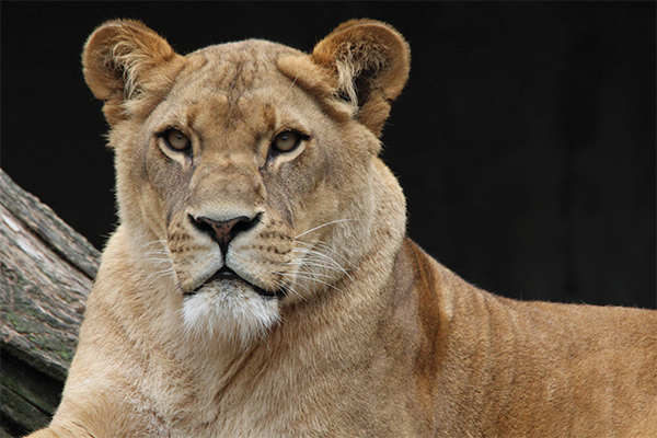 Man mauled by lions