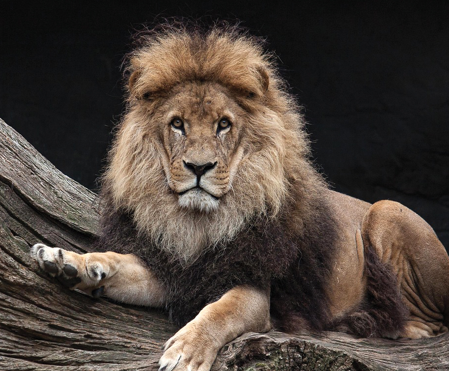 Out of the Cage, Into the Claws of the State?