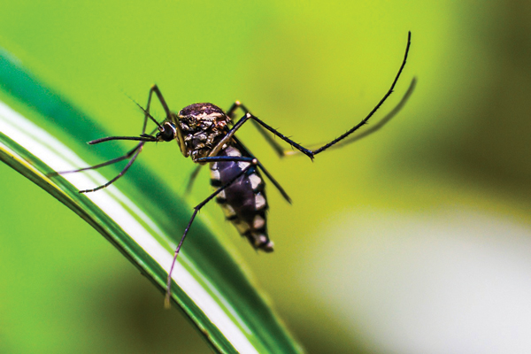 MALARIA ALERT: One Case Reported in Thabazimbi – Stay Vigilant, But Don’t Panic