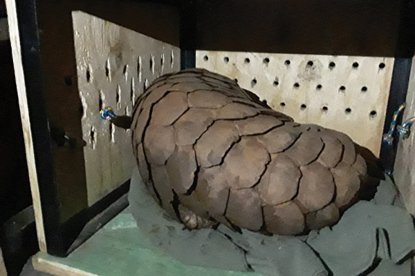 Arrested for possession of a pangolin
Tip-off leads to the arrest of four suspects