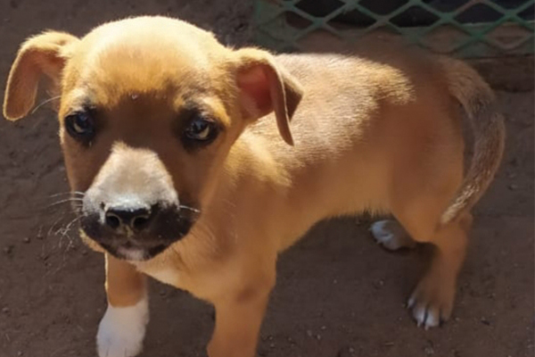 Please adopt me