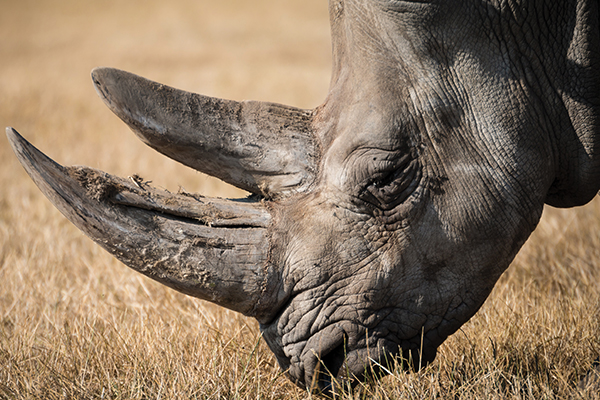 Rhino poaching down 50% in first half of 2020