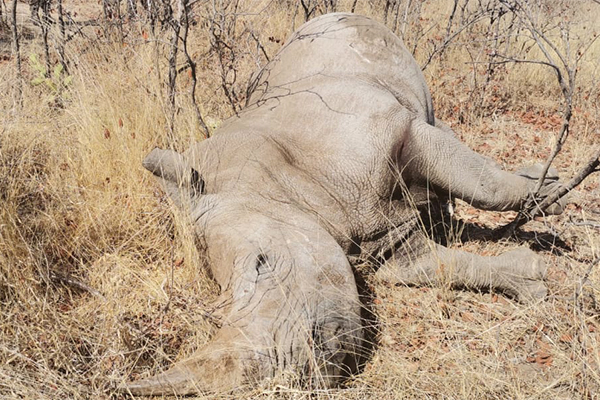 Help track down two rhino poachers…