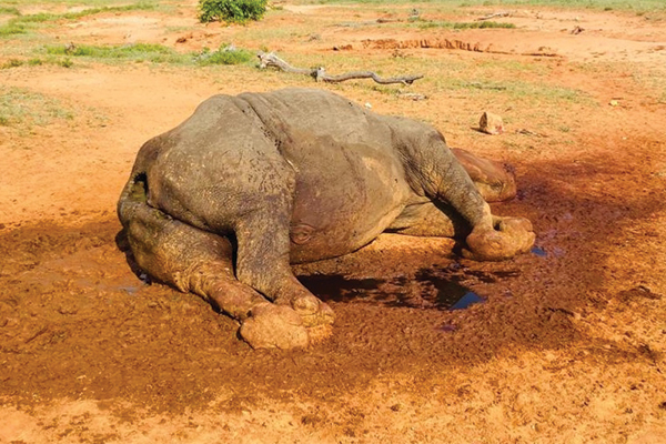 Brutal rhino poaching
Security forces are on high alert after brutal rhino poaching