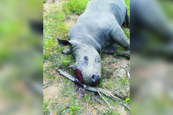 Suspected rhino poacher shot dead