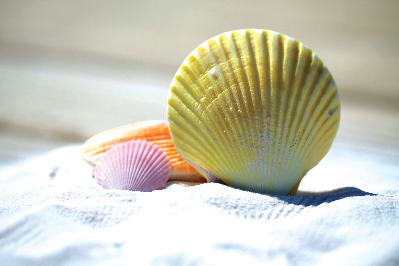 Love your shell-f!
[Letter to the Editor]