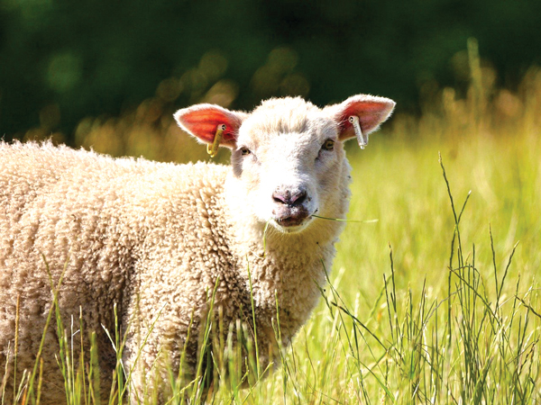 MANHUNT LAUNCHED FOR LIVESTOCK THIEVES IN THABAZIMBI